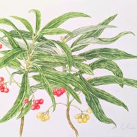 カラタチバナ(百両),シロミノカラタチバナ,植物画,透明水彩画,F4号の画像
