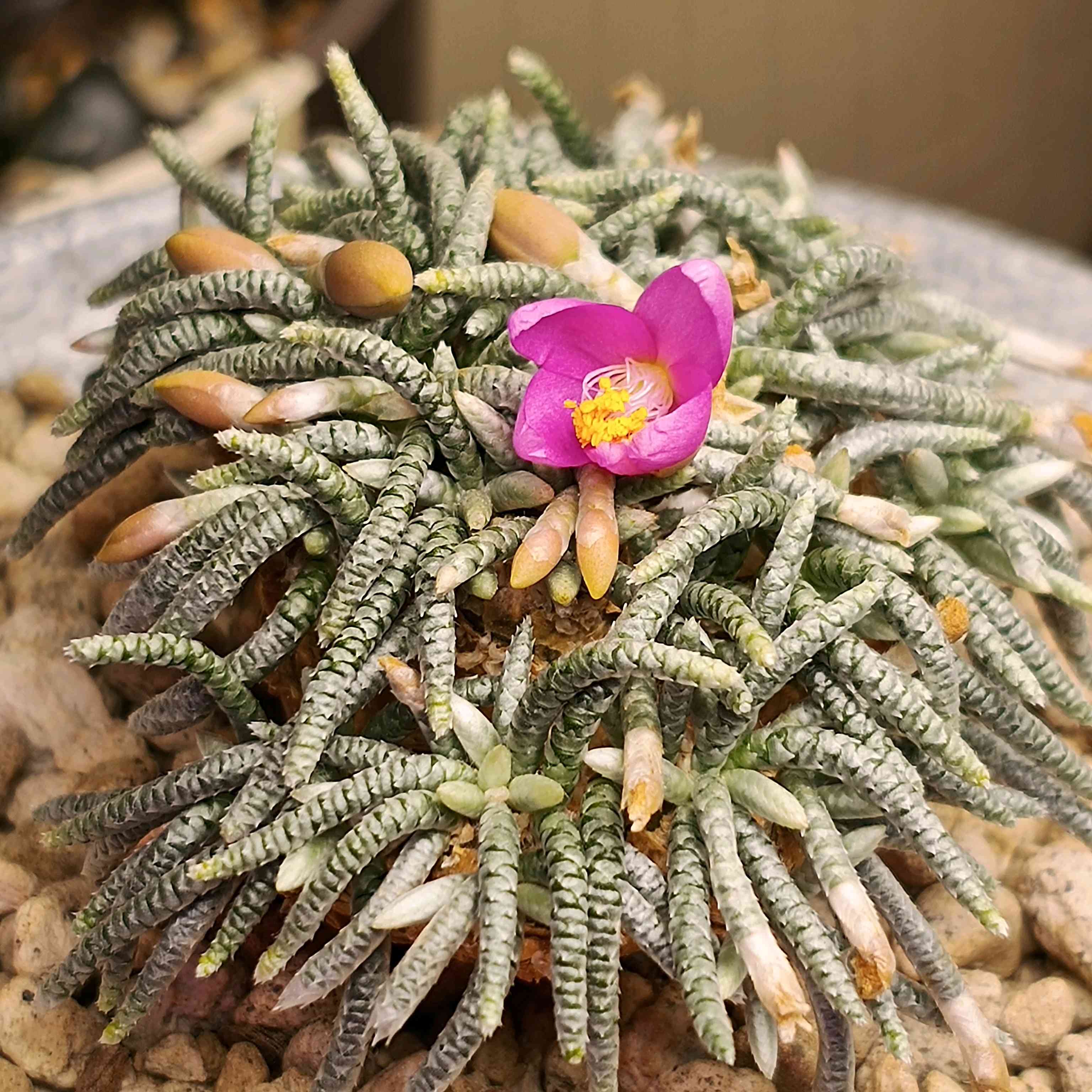 アボニア・クイナリア(大)　赤花　写真右の株です　冬型　コーデックス　塊根植物 多肉植物 caアボニア クイナリア (赤花アルストニー) 多肉