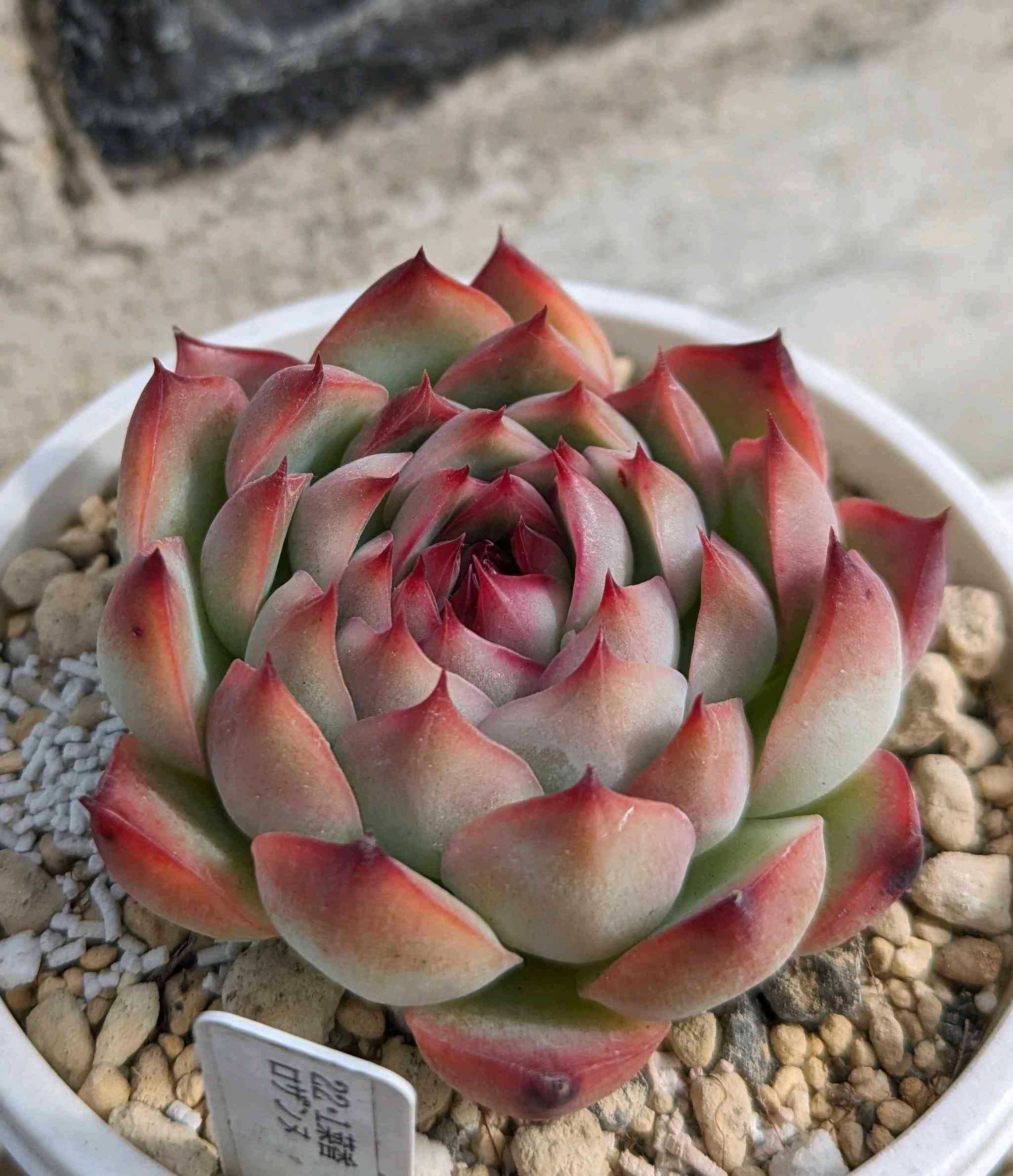 540🌹ロザンヌ｜🍀GreenSnap（グリーンスナップ）