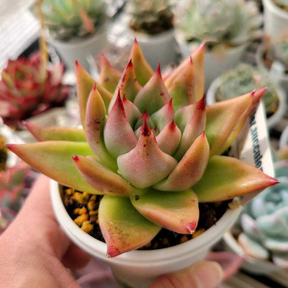 ドッティ｜🍀GreenSnap（グリーンスナップ）