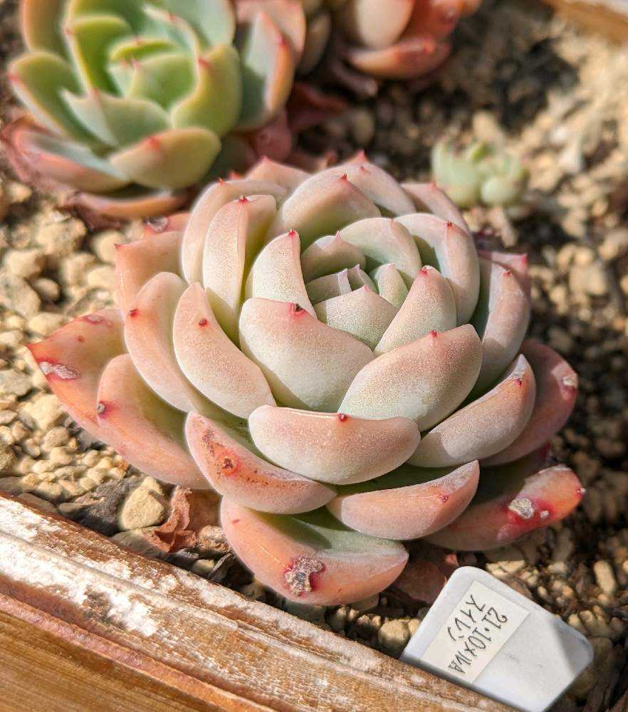 64A💐🌹💐スイレン スリョン ウォーターリリー｜🍀GreenSnap（グリーン