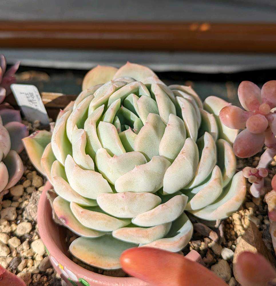 64A💐🌹💐スイレン スリョン ウォーターリリー｜🍀GreenSnap（グリーン