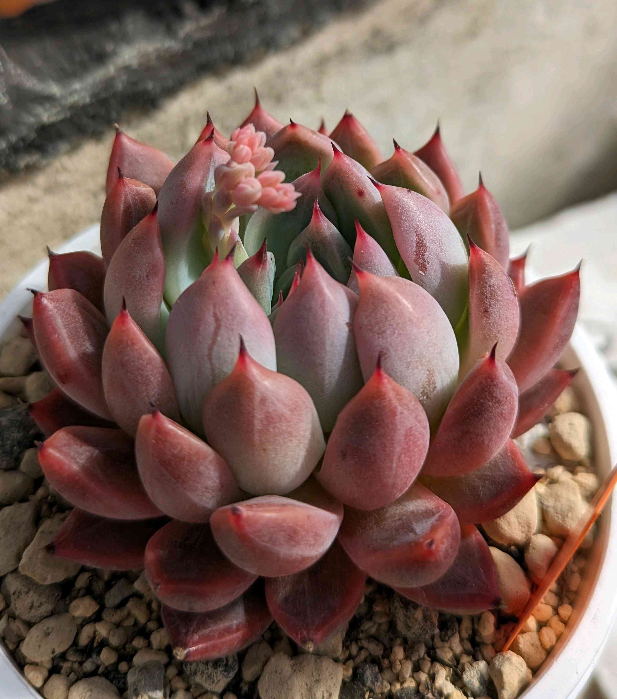 866🌹👥ルビーロマン｜🍀GreenSnap（グリーンスナップ）