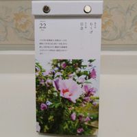 ムクゲ,日めくりカレンダー,花言葉,友達からのプレゼント,今日の誕生花の画像