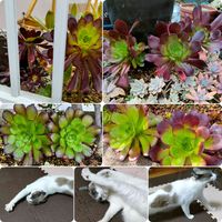 黒法師,カシミアバイオレット,地植え黒法師,多肉植物,緑のある暮らしの画像