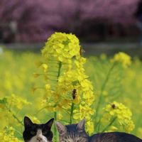 菜の花,菜の花畑♡,にゃんにゃんにゃん,ニャンニャン祭り,スペシャルニャンニャン祭りの画像