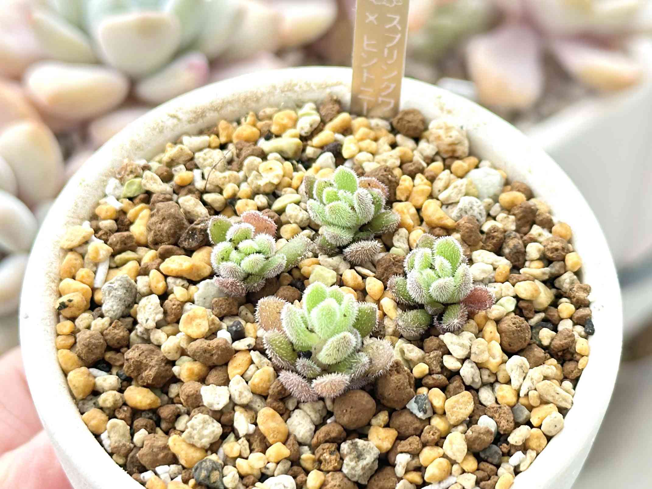 多肉植物 スプリングワンダー×ヒントニー 4cmポット苗③ 多肉植物