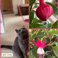 フクシア,花のある暮らし,iPhone撮影,キュンキュン乙女倶楽部,猫の日の画像