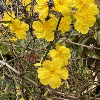 黄梅,鉢植え,花のある暮らし,黄色の花,今日のお花の画像