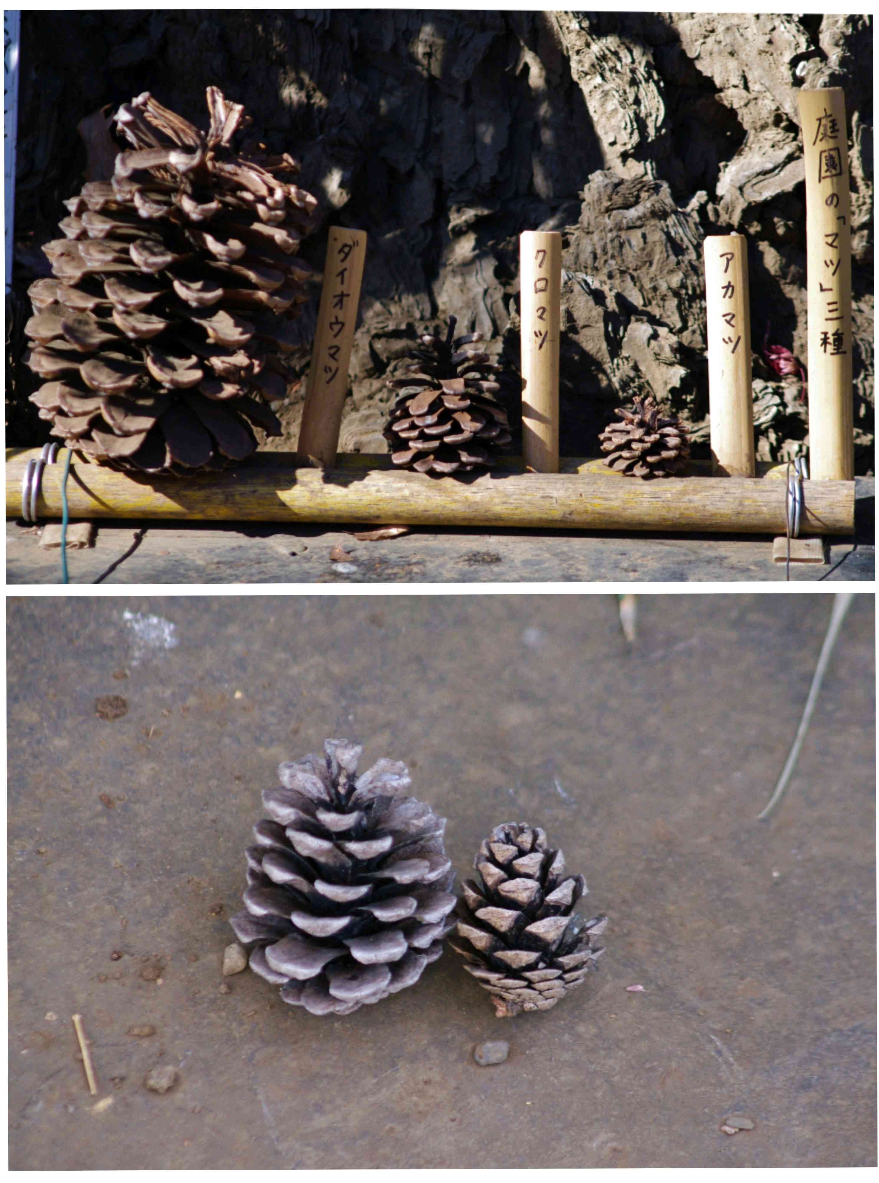 松ぼっくりの投稿画像 by のんちゃんさん｜松ぼっくりとクロマツと