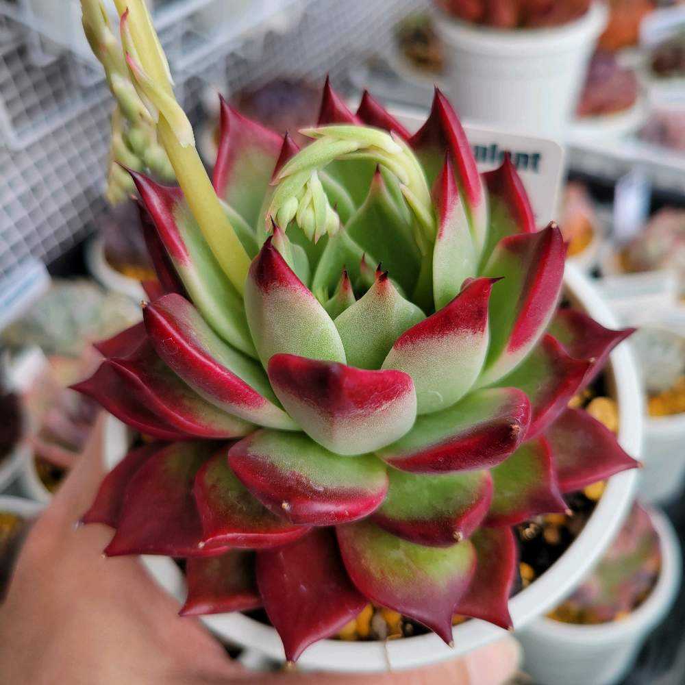 ブラックジュエリー(tsunコレ)｜🍀GreenSnap（グリーンスナップ）