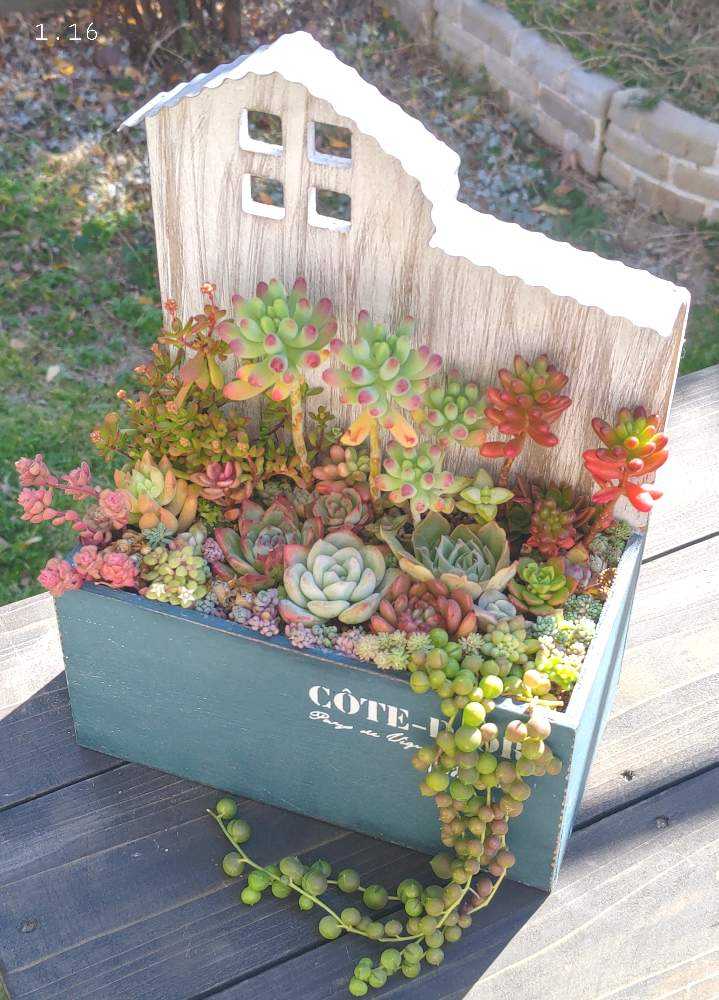 屋根付き木箱の多肉植物 寄せ植え｜🍀GreenSnap（グリーンスナップ）
