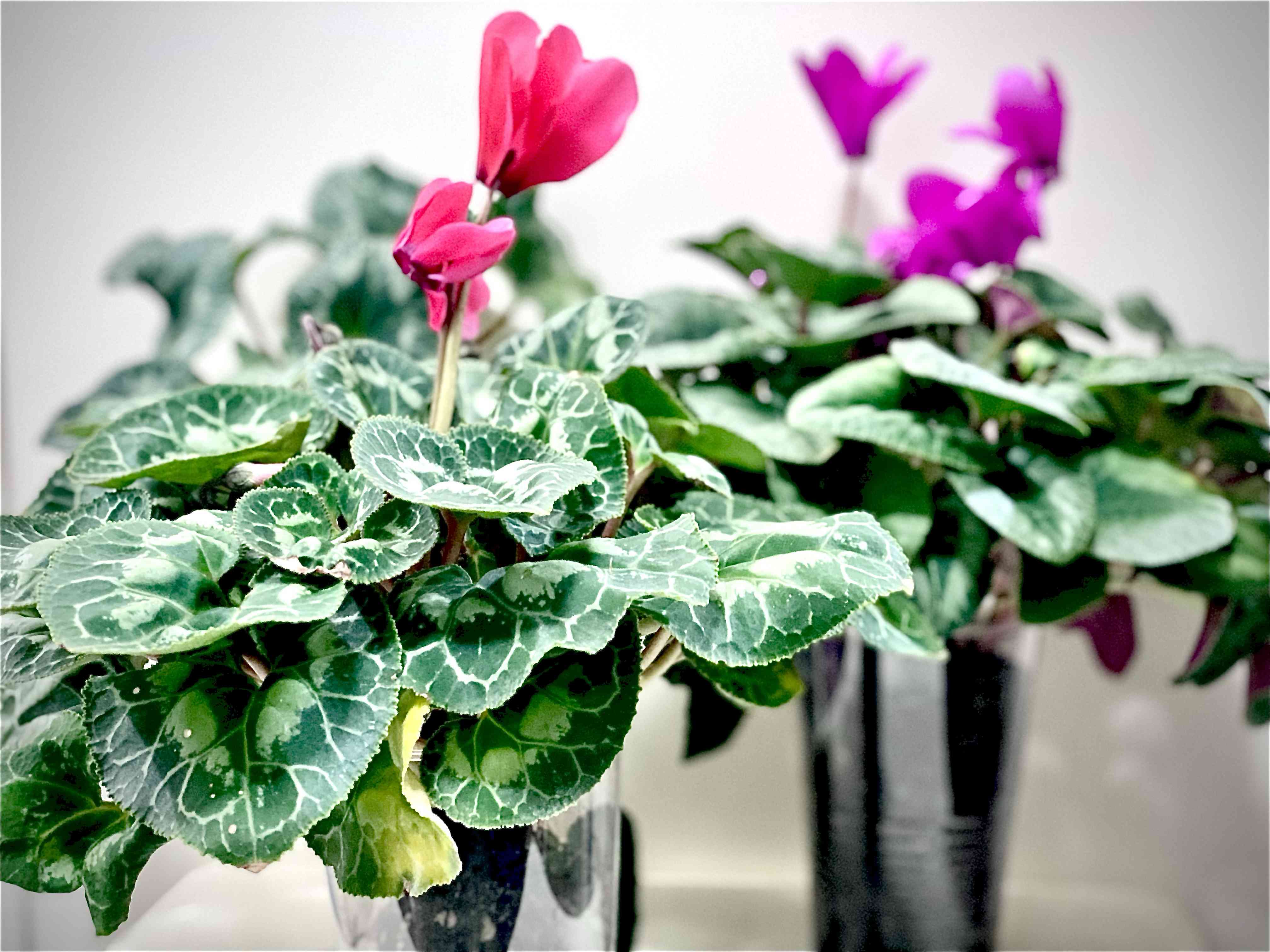 シクラメンの投稿画像 by Azure Blue さん｜ハイドロカルチャーと水耕