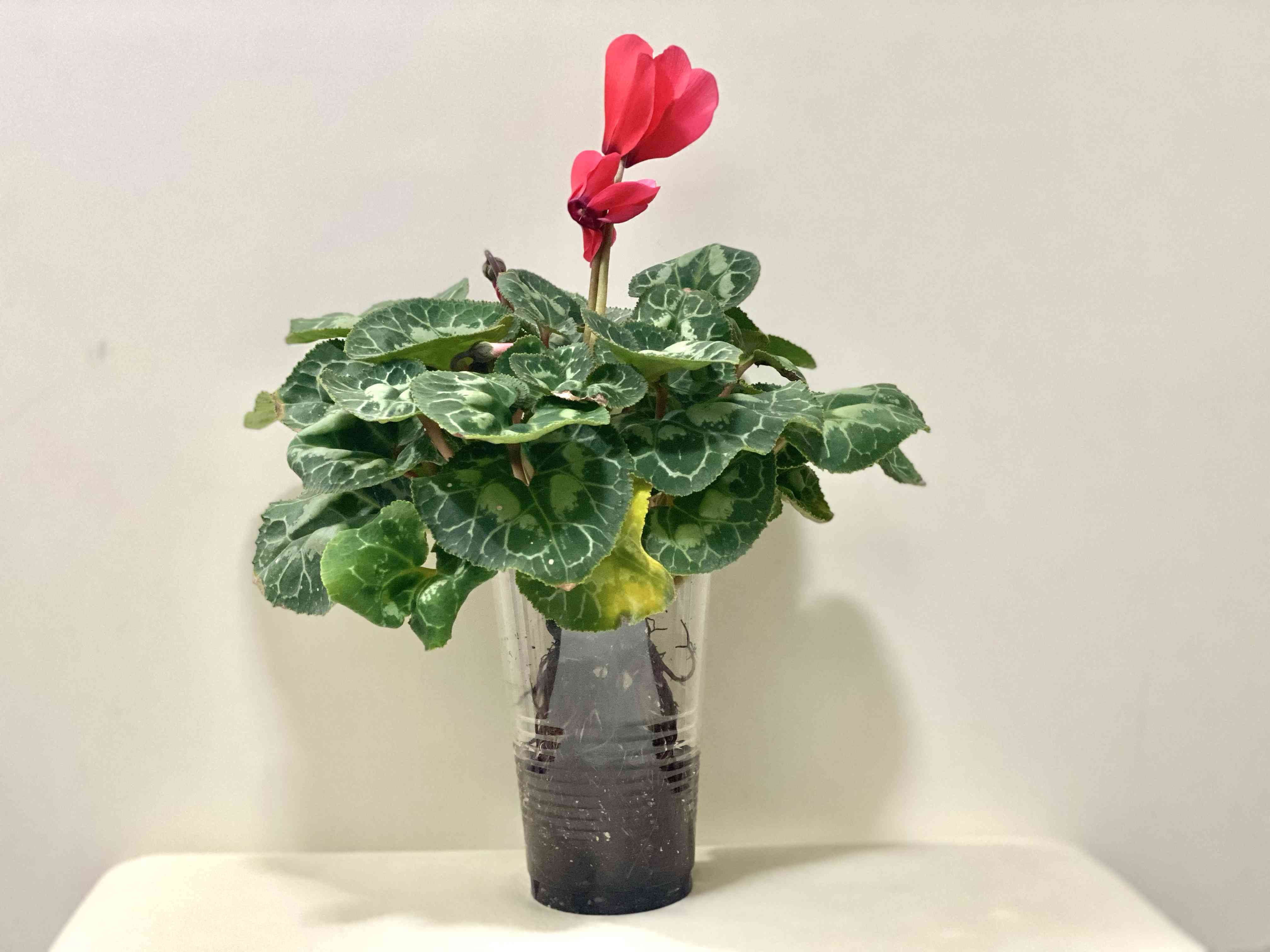 シクラメンの投稿画像 by Azure Blue さん｜ハイドロカルチャーと水耕