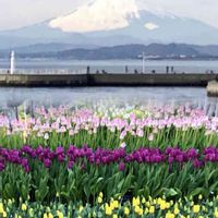 コチョウラン,シバザクラ,チューリップ,富士山,GS皆様ありがとうの画像