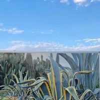 アガベ,ミモザ,ミモザアカシア,多肉植物,多肉・サボテンの画像