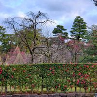 ウメ,サザンカ,兼六園,早朝散歩,兼六園梅林の画像