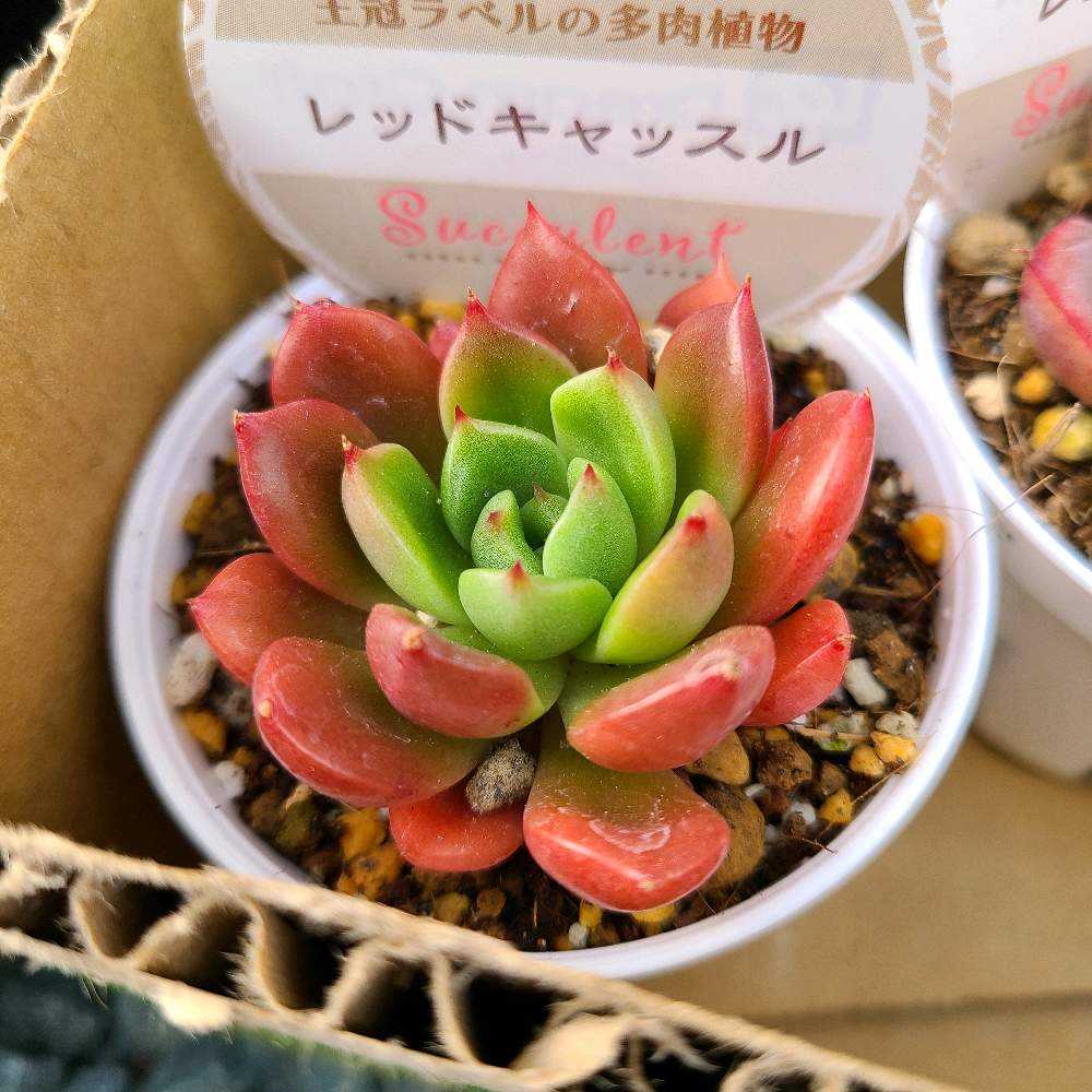 Top【選抜株】360908アエオニウム　レッド　キャット　24個　鉢無し/脱土 レッドトップ – 多肉植物の通販・販売サイト tawawa