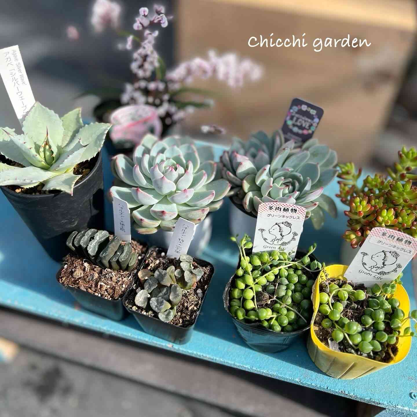 62d 多肉植物 ハオルチア 実生苗 自家繁殖 鉢植え発送 62d 多肉植物