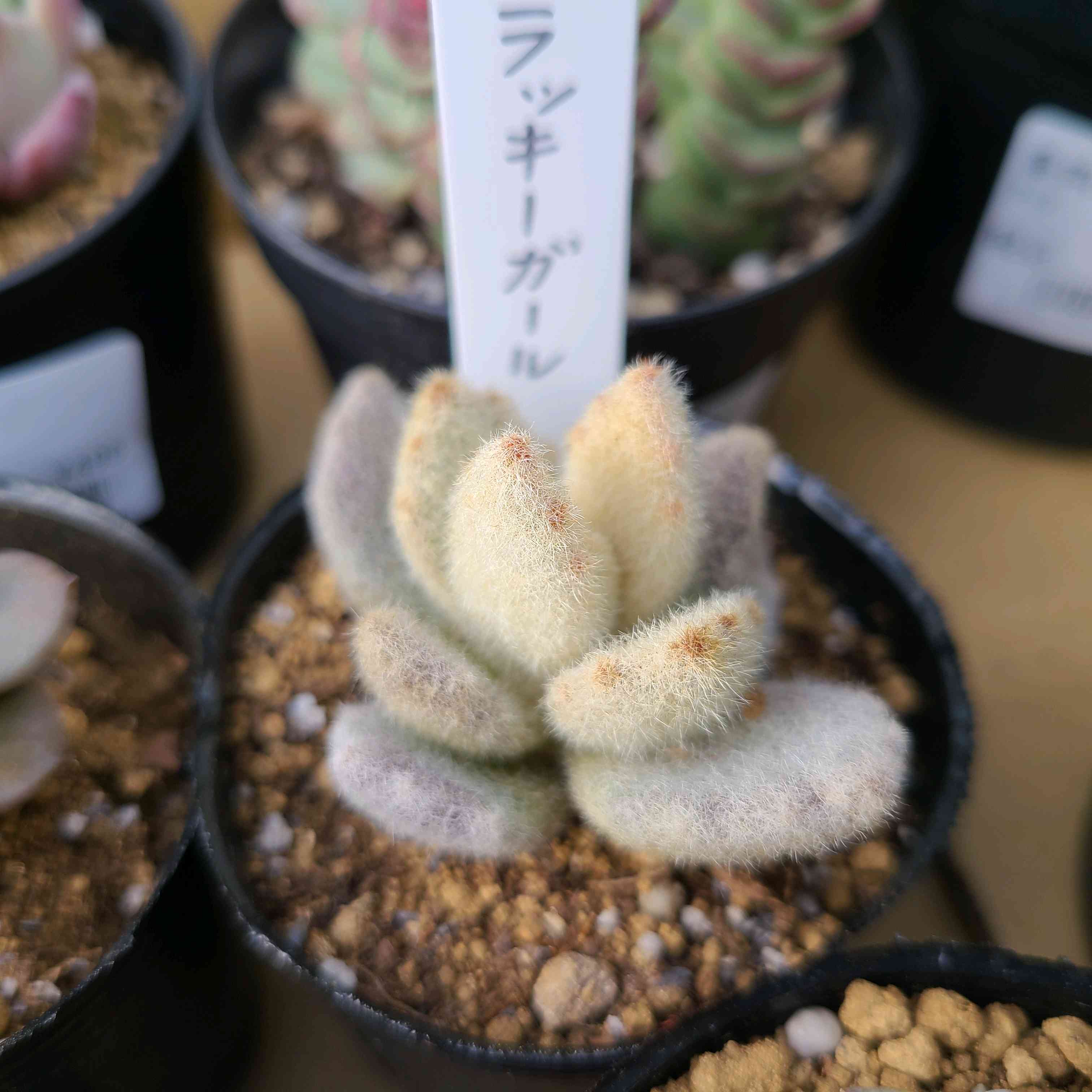 ラッキーガールの成長記録💛✨｜🍀GreenSnap（グリーンスナップ）