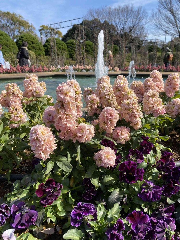 にゃーこさんの港の見える丘公園への投稿