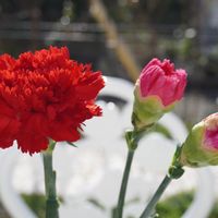 カーネーション,カーネーション,バラ,ツグミ(鶫),赤い花の画像