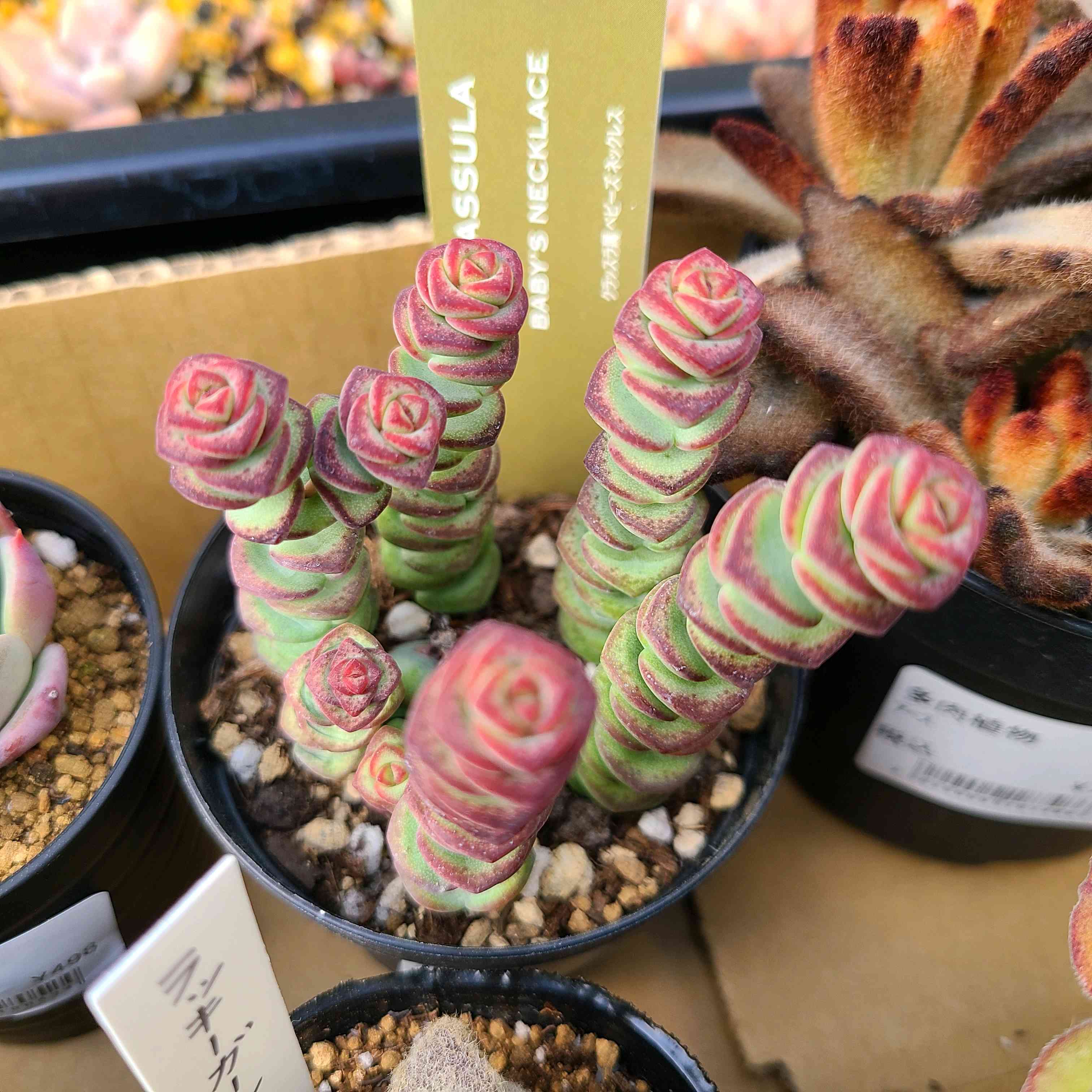 ベビーズネックレスの成長記録💗✨｜🍀GreenSnap（グリーンスナップ）