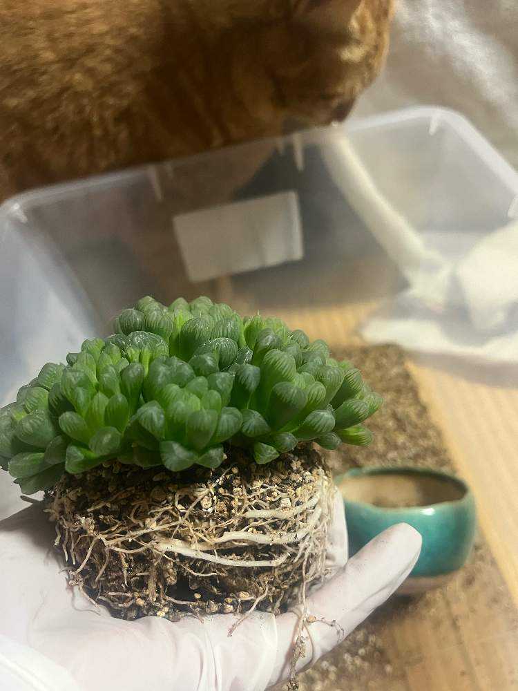 2018年〜オブツーサ・トゥルンカータの記録｜🍀GreenSnap（グリーン