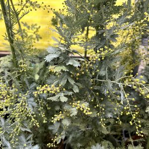ミモザアカシア,ドライフラワーリース,アカシアテレサ,シンボルツリー,早春の黄色い花木の画像