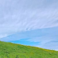 菜の花,タンポポ,シロバナタンポポ,ナノハナ,エノキの画像