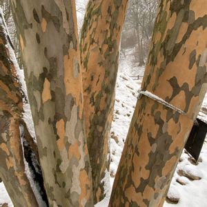 マンサク,夏椿,ナツツバキ,キャラボク,ハイマツの画像