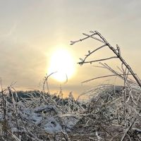 ススキ,野いちご,雨氷(うひょう),標高1000メートルの画像