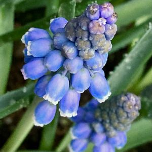 #ガーデニング,青い花マニア,エクステリアの画像