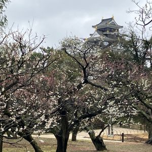 ウメ,梅(うめ),山茶花(さざんか）,日本庭園,お散歩の画像