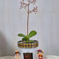 ムルチカバ,クラッスラ ムルチカバ,多肉植物,リメ鉢,多肉植物の花の画像