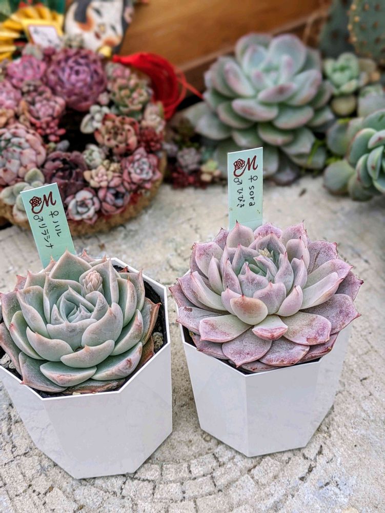 Miyaさん苗 Sora✖ひびき ハル✖リラシナ｜🍀GreenSnap（グリーン  