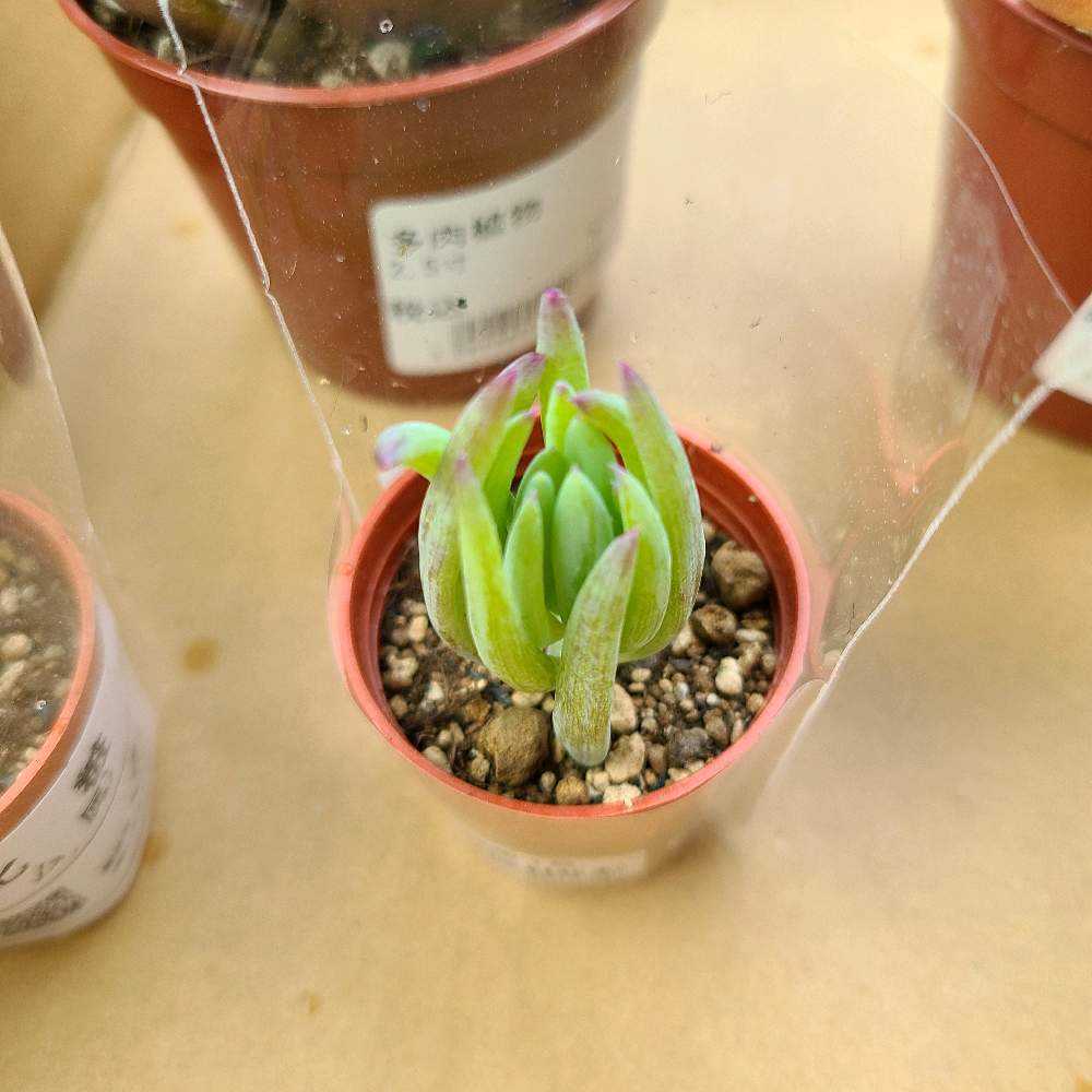 美空の鉾 の成長記録💙✨｜🍀GreenSnap（グリーンスナップ）