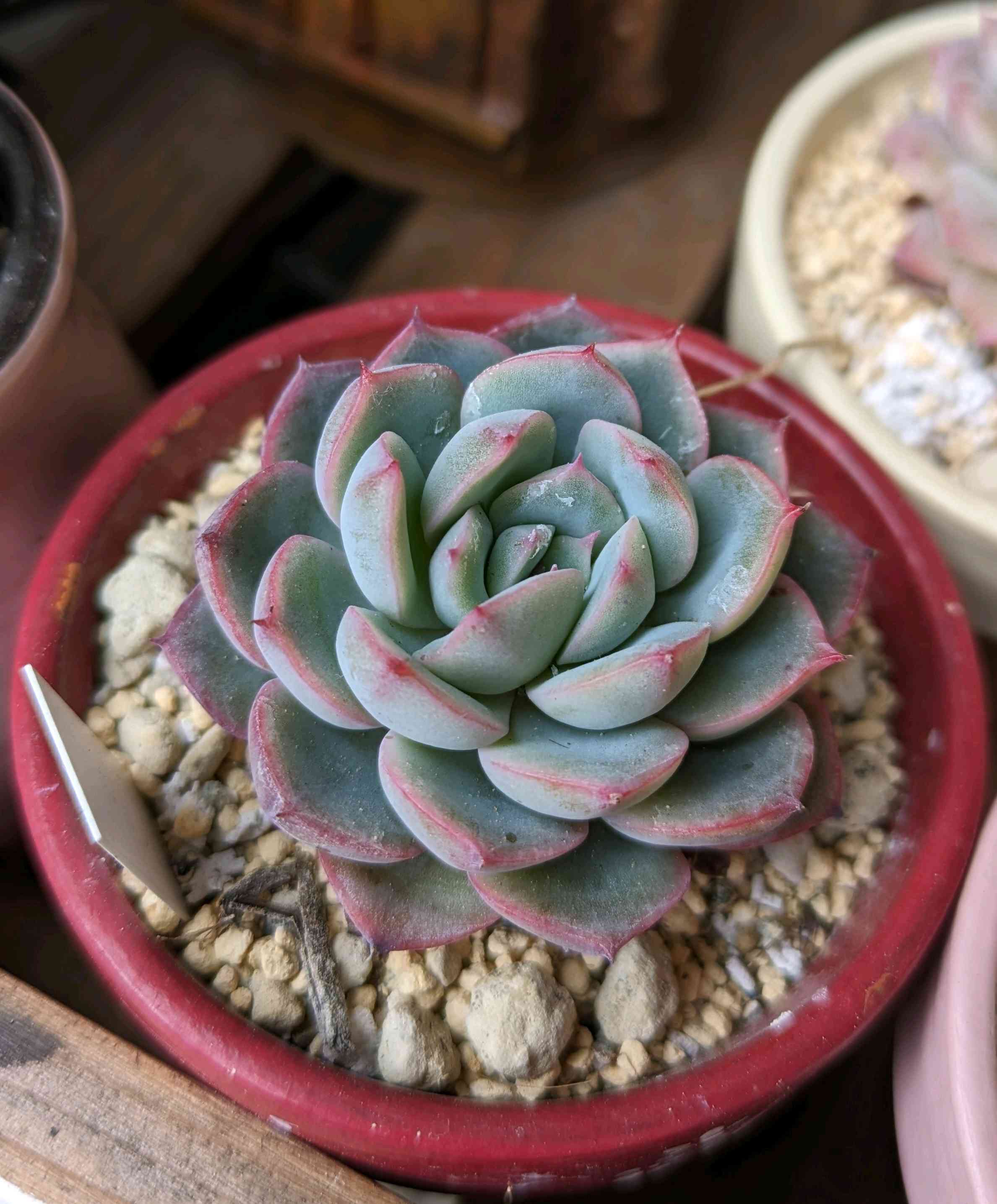 696🌹カイリ｜🍀GreenSnap（グリーンスナップ）