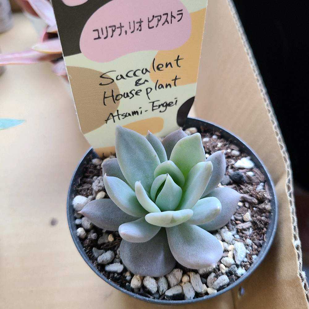 多肉植物　ユリアナ 今年は出番の無かった・・・ユリアナ。 | TJの多肉奮闘記