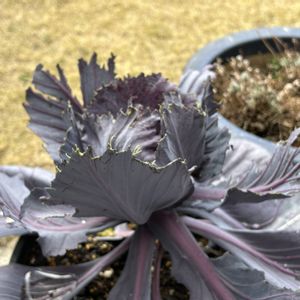 紫キャベツ,ガーデニング,プランター野菜,植物のある暮らし,野菜作りの画像