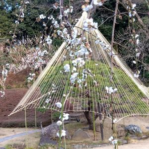 枝垂れ梅,日本庭園,元気！,水鏡,雪吊りの画像