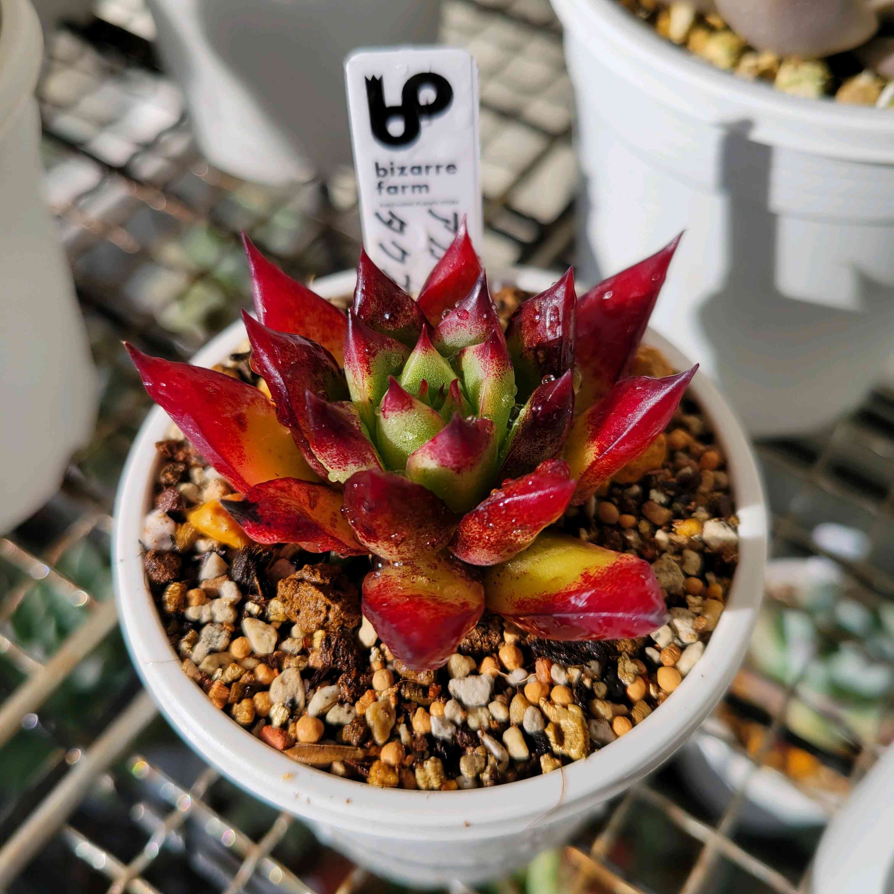 アガベ ハデス　BOTANIZE☓TIMEXポット付 アニマルデザインのガラス保温ポット（茶器/急須/ポット）｜(ヘリオス