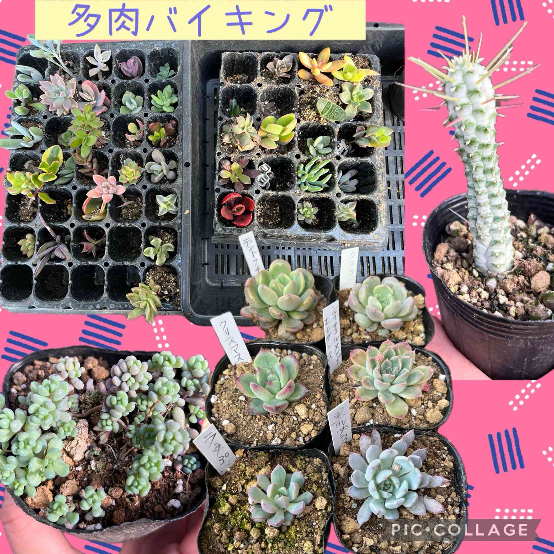 韓国苗 バイキング ♡ ALL 500円 ♡ 韓国苗 バイキング ♡ ALL 500円 ♡