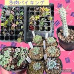 多肉バイキングの一覧｜🍀GreenSnap（グリーンスナップ） 