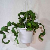 モッコウバラ,モッコウバラ,モッコウバラの枝,モッコウバラの枝,Aミニドラコンフルーツの画像