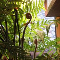 タカワラビ,キンモウコウ,ジオ・ゴールデン・ボバイン,観葉植物,シダ植物の画像