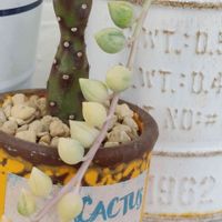 玉つづり,玉つづり,カメレオン,カメレオン,墨こけしの画像