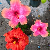 ハイビスカス,観葉植物,沖縄,亜熱帯・熱帯植物,四季の花の画像