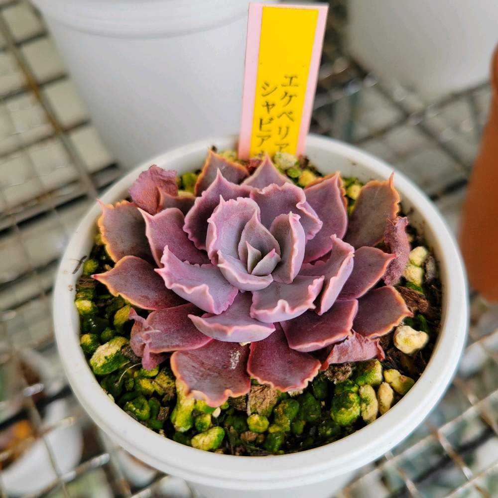 Sekaimen 世界門-日本代購、代標、代運- 多肉植物シャビアナ