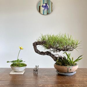 リュウキンカ,赤松（あかまつ）,盆栽,開花,小品盆栽の画像